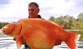 Câu được cá vàng khổng lồ nặng 30kg 