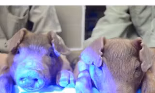 Những chú lợn phát sáng nhờ được DNA của sứa