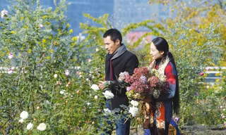 Vườn hồng trên trời không cần đất lớn nhất