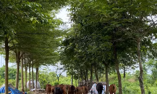 'Bất động' nhiều năm, đất Mê Linh bất ngờ được hà hơi thổi giá