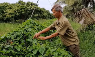 Lão nông làm vườn đa canh thu 700 triệu mỗi năm
