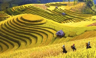 Choáng ngợp vẻ đẹp ruộng bậc thang Mù Cang Chải mùa lúa chín