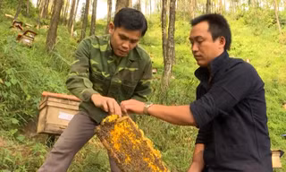 Mèo Vạc vào mùa vụ khai thác mật ong bạc hà