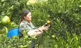 Nông dân vùng cao trồng quýt thu gần 200 triệu mỗi năm