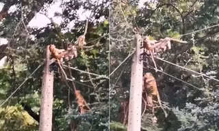 Đàn khỉ chết vì cố cứu đồng loại bị điện giật