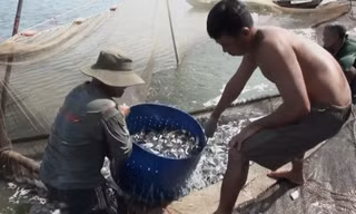Điêu đứng vì cá tra bột