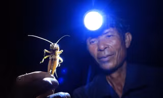 Dùng thuổng chặn bắt dế mèn