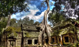Ngôi đền bị cây nuốt trọn ở Campuchia
