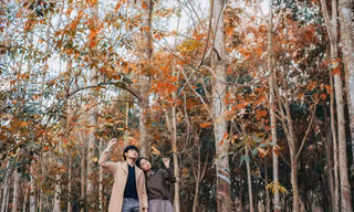 Rừng cao su thay lá ‘mê mẩn’ như trời Âu