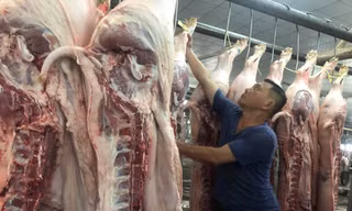 Heo về chợ dần ổn định, giá tăng nhanh