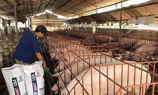 HCM phát hiện ổ dịch tả heo châu Phi đầu tiên tại P.Phú Hữu, Q.9