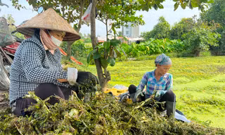 Bất ngờ hình ảnh người dân gặt lúa, chăn vịt... giữa những khu đất 'kim cương' ở TPHCM