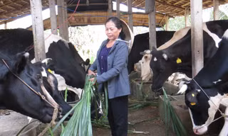Tiêu thụ sữa ở Việt Nam thấp hơn khu vực, thua xa Phần Lan
