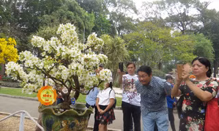 Người Sài Gòn đi ngắm "kỳ hoa dị thảo"