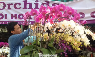Lan chưng tết cháy hàng