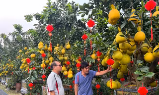 Loại quả từ Bắc vào được thắt nơ, vàng rực và thơm lừng cả con phố ở TPHCM