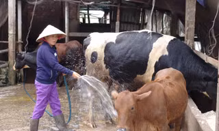Chăn nuôi Việt Nam liên kết lỏng lẻo, phụ thuộc nhiều vào nhập khẩu