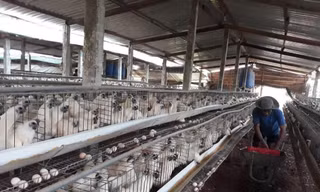 Lý do TPHCM bác đề xuất tăng giá thịt gia cầm