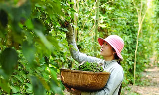 Xuất khẩu hồ tiêu sang UAE, doanh nghiệp Việt nguy cơ mất hơn nửa triệu USD