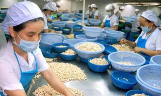 Hiệp hội Điều Việt Nam cũng cho biết, đã đề nghị 4 hãng tàu tham gia vận chuyển hỗ trợ giảm tiền cược từ 150% giá trị mỗi container hàng xuống 110% để doanh nghiệp Việt lấy lại hàng bán cho các đối tác mới.