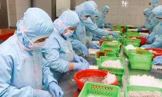 áo cáo ngày 15/1/2021 của Cơ quan Đại diện Thương mại Hoa Kỳ (USTR) hoàn toàn không đề cập, hoặc đề xuất việc Chính phủ Hoa Kỳ áp thuế hoặc sử dụng các biện pháp trừng phạt đối với hàng hóa xuất khẩu của Việt Nam