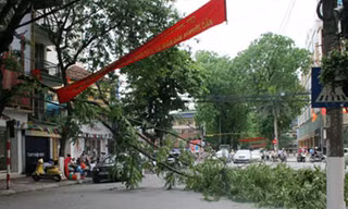 Gió to, cây gãy giữa đường