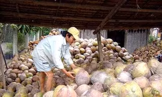 Giá dừa khô cao chưa từng thấy