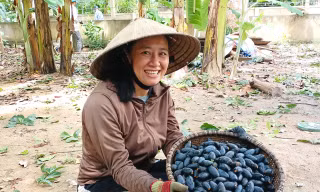 Đặc sản Hà Tĩnh vào mùa, hái đến đâu bán hết tới đó, người dân thu tiền triệu