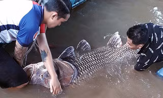 Cá hô khi được kéo vào bờ vẫn còn sống. Ảnh: Vĩnh Hưng.