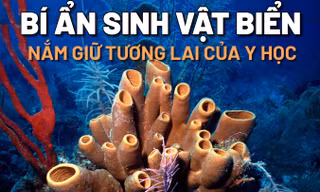 Bí ẩn những sinh vật biển lâu đời nhất hành tinh nắm giữ tương lai của y học