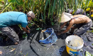 Bắt cá khi ruộng đồng cạn nước