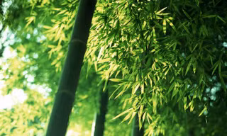 Trồng tre trên dãy Trường Sơn 