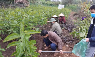 Mô hình vườn ươm giống cây hồng Việt Cường, giống cây đặc sản quý của Thái Nguyên tại Trường Đại học Nông lâm Thái Nguyên