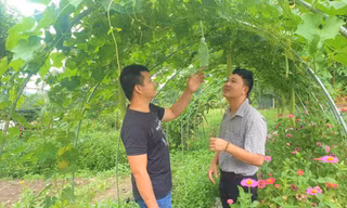 Anh Cương và anh Tân (áo thun) thăm vườn rau củ trong YangbriiFarmstay