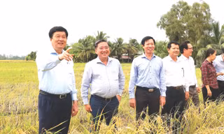 Ông Phạm Văn Hiểu (bìa trái) kiểm tra, khảo sát tình hình sản xuất nông nghiệp trên địa bàn TP Cần Thơ