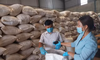 Theo các doanh nghiệp, giá tiêu đang biến động thất thường