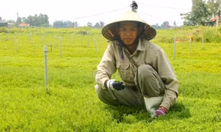 Những khoảnh đất nhiễm mặn đã đượcanh Trần Văn Quân (ở Hoàng Mai, Nghệ An) phủ kín rau nhót