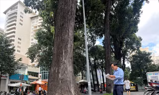 Anh Nguyễn Đăng Phong “dò bệnh” cây xanh chủ yếu bằng mắt, ghi chép cẩn thận từng tiêu chí