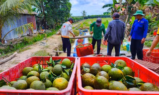 Phòng Nông nghiệp huyện Trà Ôn đang đưa cam sành lên sàn thương mại điện tử. Ảnh: Kim Hà