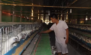 Mỗi ngày, trang trại gà ác của anhNguyễn Hữu Thắng cung cấp ra thị trường khoảng 4.000 quả trứng thu về 10 triệu đồng