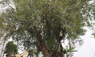 Cây thị hơn 1.100 năm tuổi