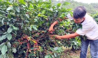 Chỉ hái những quả cà phê chín đỏ