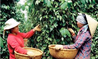 Người dân Chư Sê, Gia Lai thu hoạch tiêu