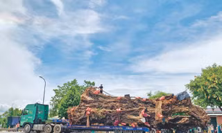 Xe siêu trường siêu trọng di chuyển "cụ" đa 200 tuổi đến nơi ở mới. Ảnh: NN