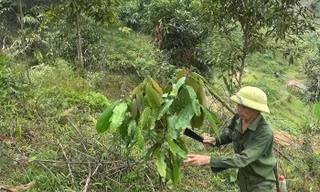 Ông Hà Văn Ngầm chăm sóc vườn quế của gia đình