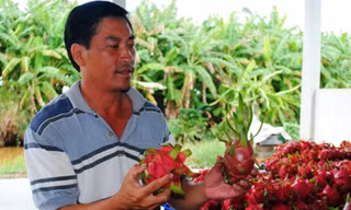 Thanh long trồng ở U Minh Hạ của gia đình ông Phước có chất lượng khá cao.