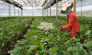 Thu hoạch dâu tây Pháp trong vườn Biofresh.