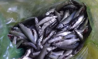 Hiện cá linh non làm sẵn thế này được bán từ 150.000 - 200.000 đồng/kg.