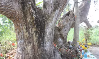 Phần gốc cổ thụ có chu vi khoảng 8m.