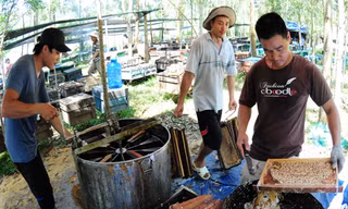 Nông dân miền Trung chi tiền tỷ nuôi ong mật